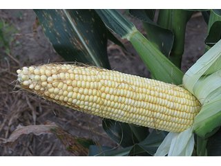 Tract 6 - OHIO REAL ESTATE AUCTION, 198+/- Acres offered in 6 Tracts
